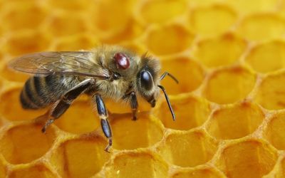 Queen bees saved from certain death as war on hive-destroying varroa mite widens