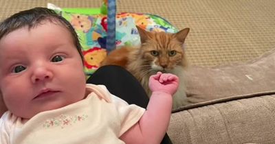 Mum jokes cat is 'trying to kill' her baby after catching his evil scowl