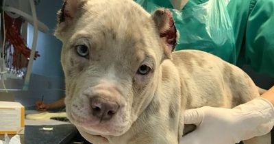 Puppies found in semi-comatose state after having ears cruelly cropped