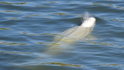 French authorities track beluga whale after it strays into the Seine River