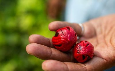 When Kashmiri kehwa sells out in Canada