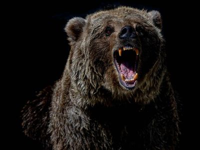 How Fellow Investors Are Dealing With a Bear Market
