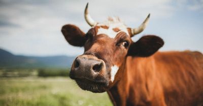 The strangest Scottish laws that are still in place to this day