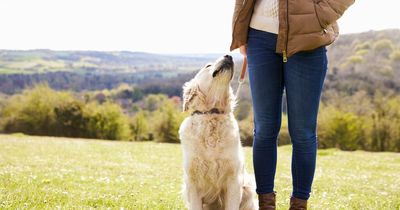 New Lanarkshire pet shop will bring additional bark to town