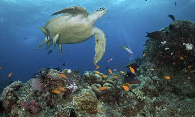 Great Barrier Reef’s record coral cover is good news but climate threat remains