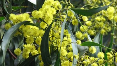 Australian native tree or not? Wattle you get in our quiz?