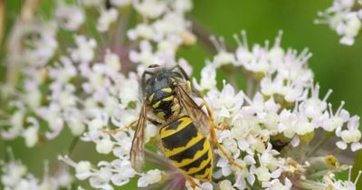 Sugar-crazed wasps are about to ruin your summer