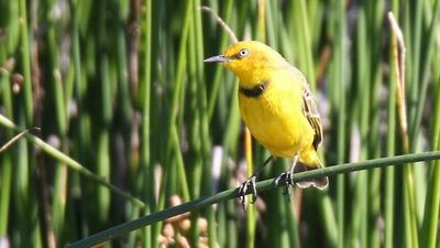 Critically-endangered Capricorn yellow chat given a fighting chance by graziers' soft touch