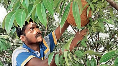 Kolkata: Birds get new homes on school campuses as tribals help students 'install' nests