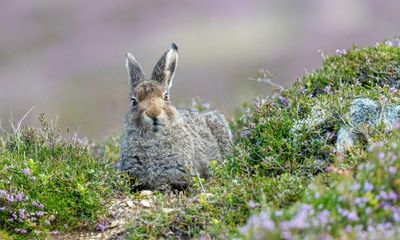 Country diary: My eye is caught by a leveret, tiny and still