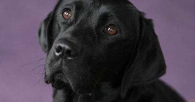 Lanarkshire guide dogs training school launches recruitment drive