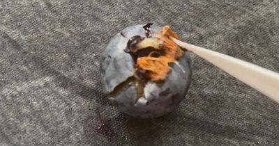 Scots student horrified after finding live worm burrowed inside Waitrose blueberry