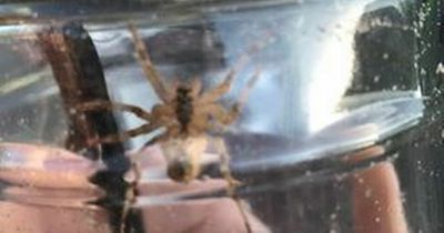 Glasgow man finds unusual looking 'exotic' spider at Partick children's park