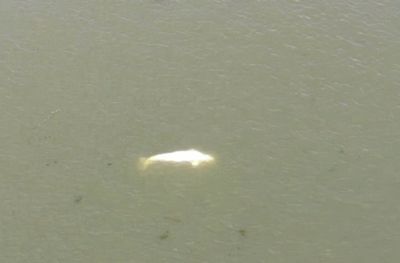 Beluga whale caught in France's Seine not accepting food