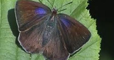 Renfrewshire wildlife is blooming thanks to nature enthusiasts