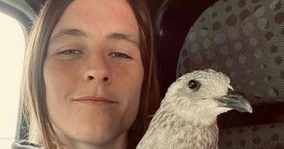 Woman who nurses injured seagulls says she won't stop despite warning