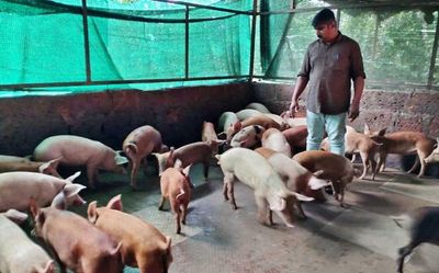 Ranchi hit with African swine fever, over 100 pigs die