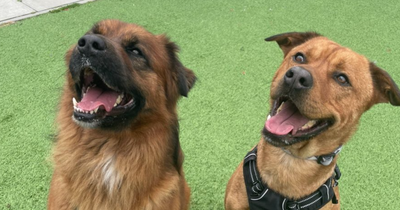 Sweet Edinburgh dogs with adorable friendship search for new home together