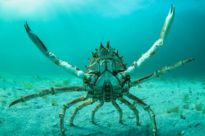 Tourists warned as thousands of venomous spider crabs swarm at Cornwall beach