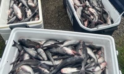 Fishermen caught with 665 catfish, four cited for limit violation