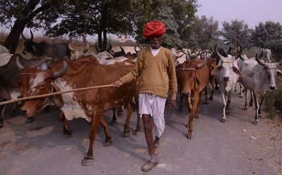 Cattle fairs brought to a halt in Rajasthan to control lumpy skin disease