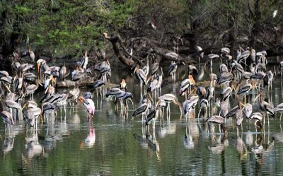 T.N.’s Ramsar bounty: Cruising on wetland wealth