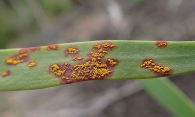 ‘Silent extinction’: myrtle rust fungus spreads to WA’s Kimberley