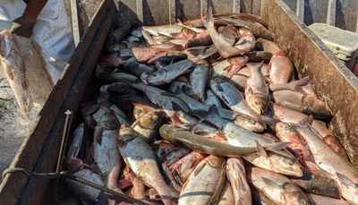 22-pound invasive silver carp removed from Lake Calumet, just miles from Lake Michigan
