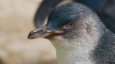 Meet Australia's oldest little penguin, who has fathered chicks across the country