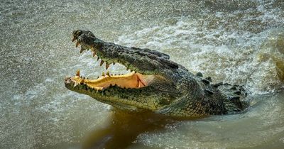 Popular beach 'too dangerous' to visit at night after crocodile killed tourist