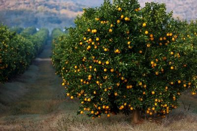 Tonnes of fruit stranded in EU, S.Africa battle of oranges