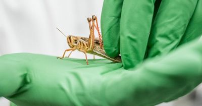 Locusts 'smell' cancer - major breakthrough for making cancer a 'treatable disease'