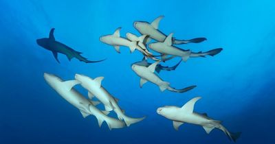 Huge volcano filled with SHARKS erupts in chilling NASA footage of underwater plume
