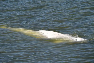 Emaciated beluga whale stranded in River Seine to be given vitamins as it refuses food