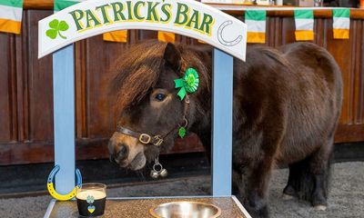 May I have a word about… a pen for mayor Patrick the pony