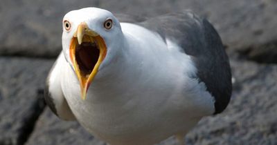 Wetherspoons pub installs 'shrieking alarm' to deter seagulls terrorising punters