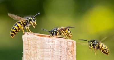 Brits warned of major wasp invasion that could see stinging pests descend in just weeks