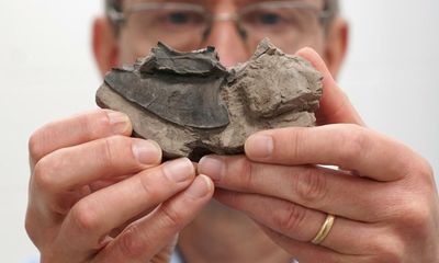 Rare collection of bird fossils from 55m years ago donated to Scottish museum