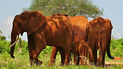 Cowadunga! Rotten eggs and manure halt crop-raiding elephants in East Africa