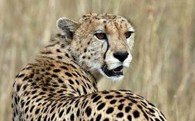 National Biodiversity Authority chief dismisses concerns about reintroduction of cheetahs