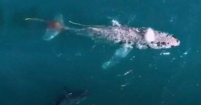 Horrifying moment great white shark 'strategically' hunts whale three times its size