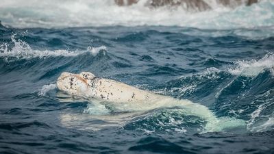 Rare southern right whale calf sighting a thrilling start to NSW far south coast whale watching season