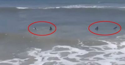 Sharks spotted in knee-deep water as beachgoers scream to 'get out of the water!'