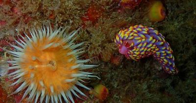Scientists stunned after colourful, rare sea slug found in UK for the very first time
