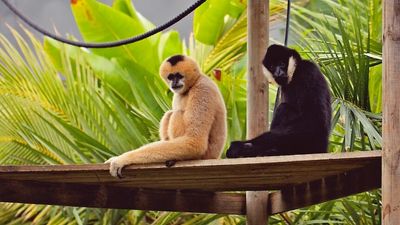 Gibbons arrive at Wildlife HQ on Sunshine Coast for breeding program