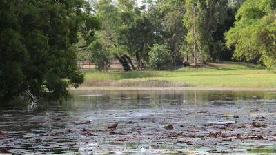 NT WorkSafe charges City of Palmerston over council worker's near-drowning on lake in Durack