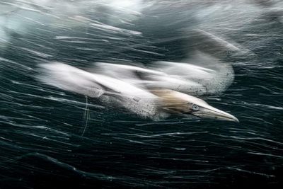 Scottish seabird snap earns £100k grand prize in global photography contest