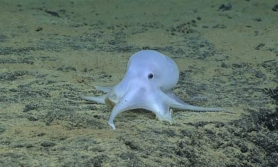 Discovered in the deep: meet Casper the ghostly octopus