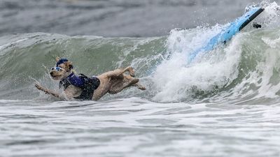 Pups get wet and wild at California's World Dog Surfing championships