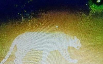 Leopard caught on camera trap in Belagavi golf course, holiday for schools